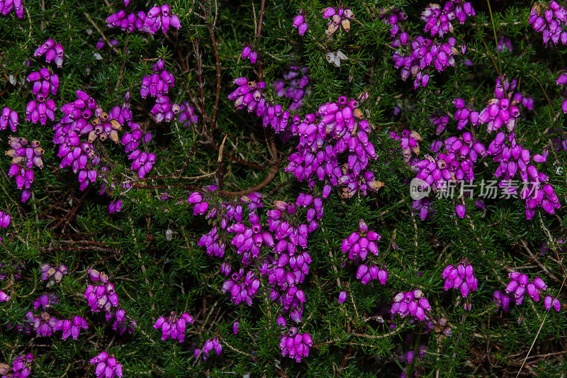 Calluna Vulgaris, common heather, ling flower macro。
